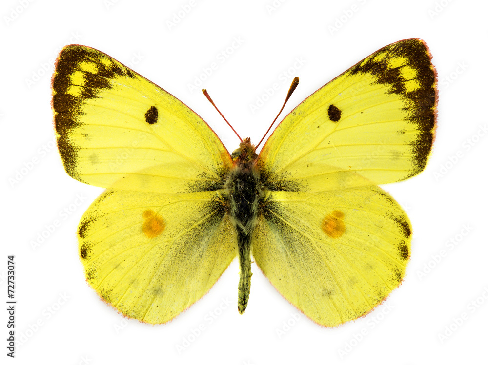 Obraz premium Bergers zachmurzony żółty motyl