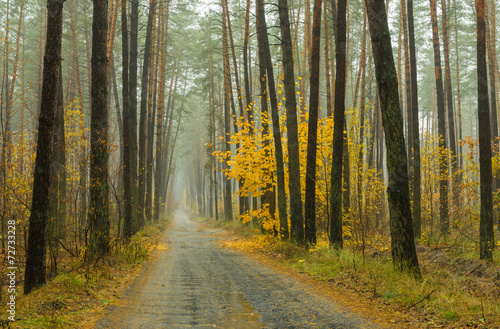 Autumnal landscape - mist  rain and forest