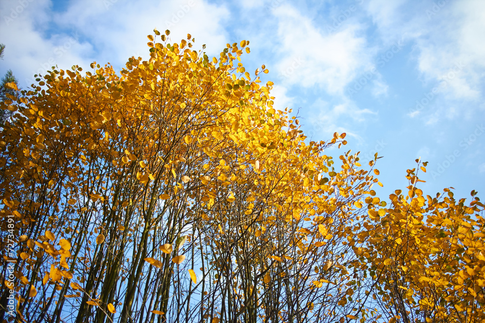 Fototapeta premium autumn park