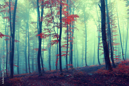 Fantasy vintage autumn forest