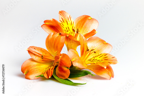 Three lily flowers on white background.