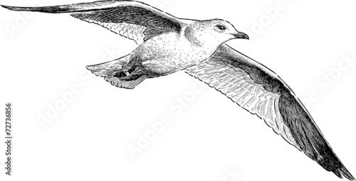 Canvas Print seagull in flight