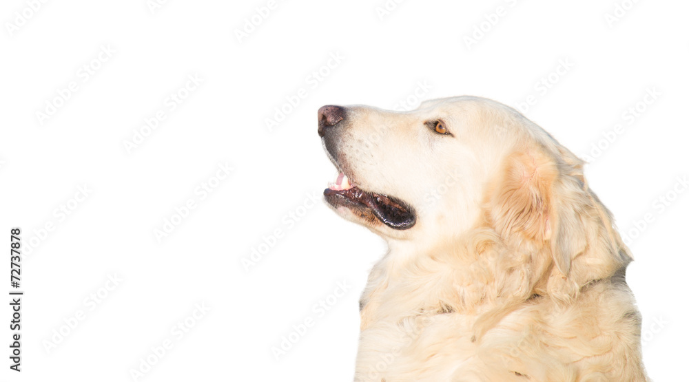 white dog head on white