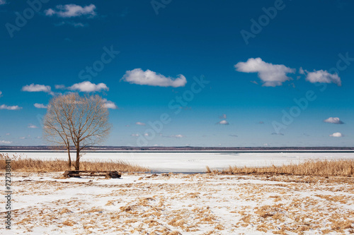 Wallpaper Mural solitary tree on the shore of lake Torontodigital.ca