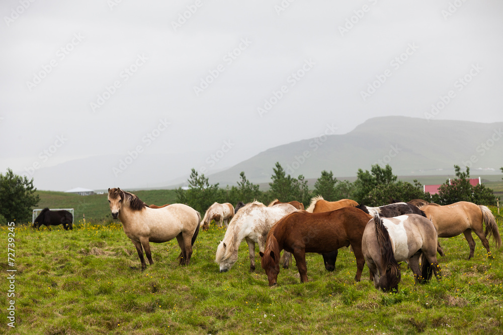 Obraz premium Horses grazing in the valley, Iceland