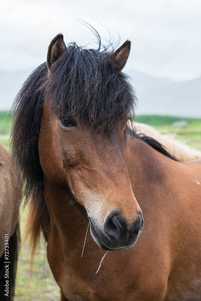 Obraz premium Icelandic horse close-up
