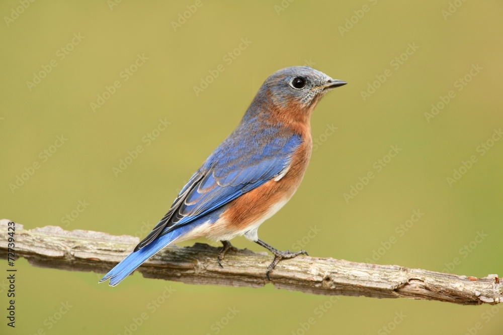 Eastern Bluebird