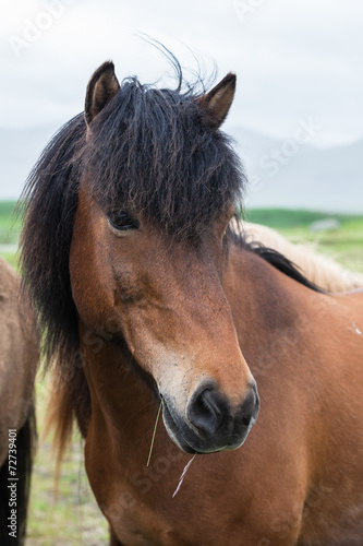 Icelandic horse close-up © Anna Pakutina