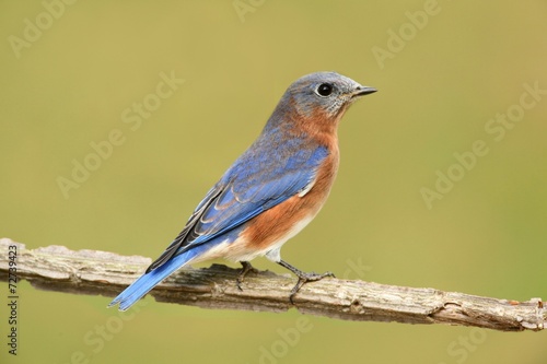 Eastern Bluebird © Steve Byland