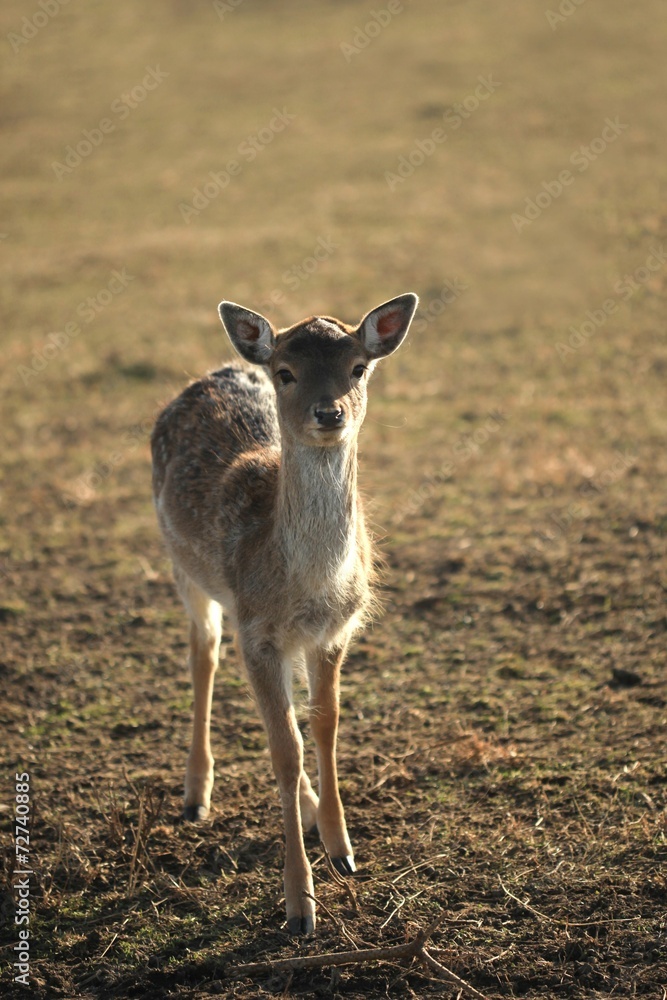 Fototapeta premium cerf tacheté