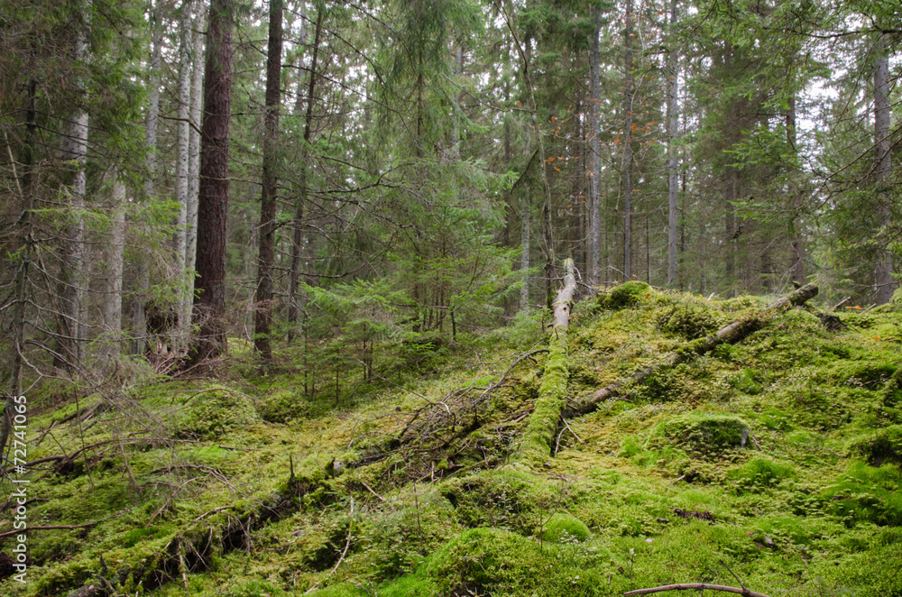 Fototapeta premium Mossy and untouched forest wilderness