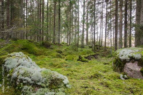 Green and mossy coniferous forest