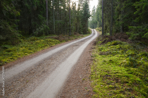 Green environment with a winding gravel road