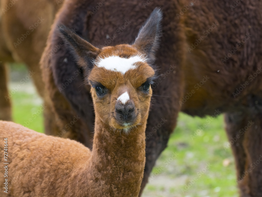 Brown alpaca (Lama or Vicugna pacos) cria