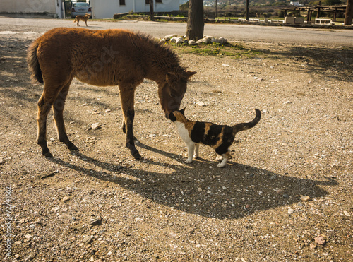 Skirian horse and a cat, Skiros, northern Sporades, Greece photo