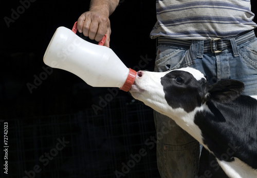 Leinwand Poster Farmer feeding calf
