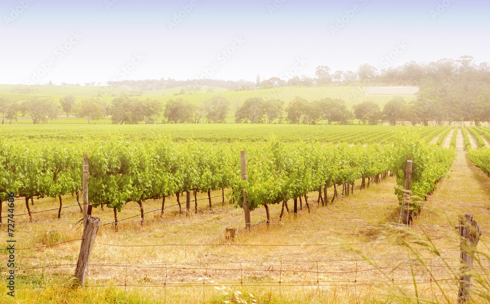 Rows of grapevines taken at Australia's McLaren Vale