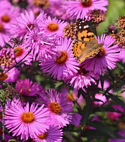 Butterfly on flower of dahlia