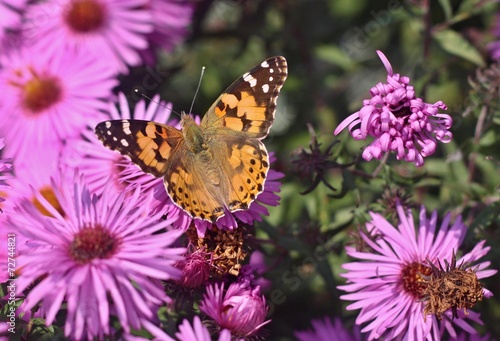 Butterfly on flower of dahlia © jnerad