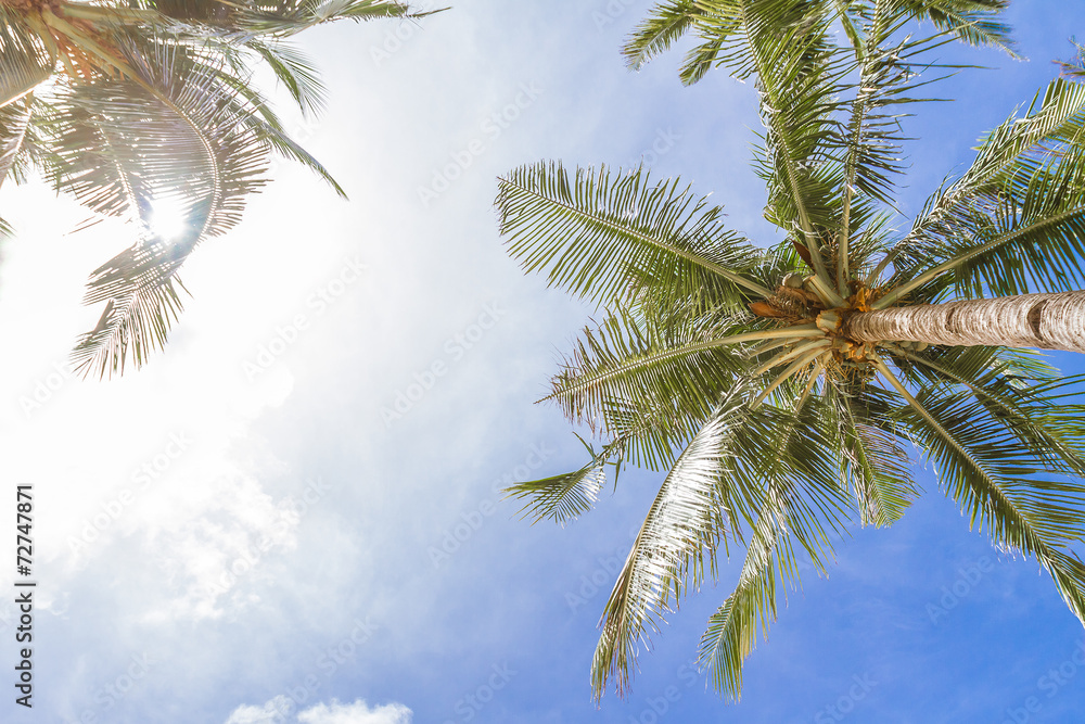 Fototapeta palmy na tle nieba, letnie wakacje