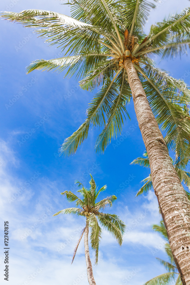 Naklejka premium palm trees on sky background, summer vacations