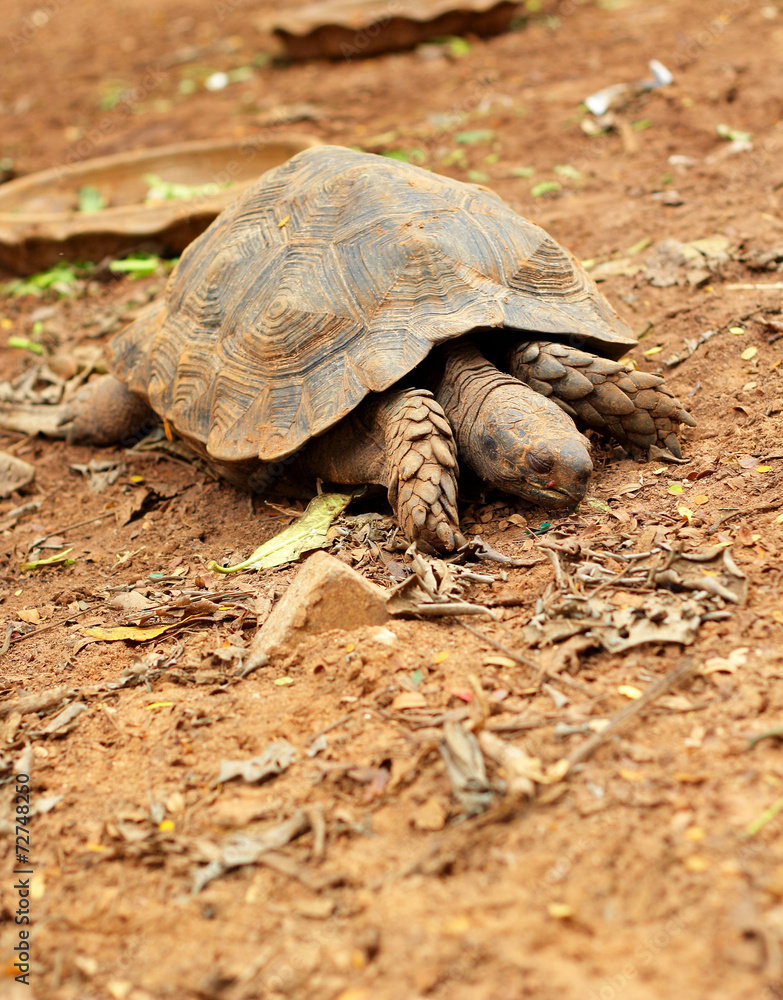Obraz premium Turtles crawling in the nature