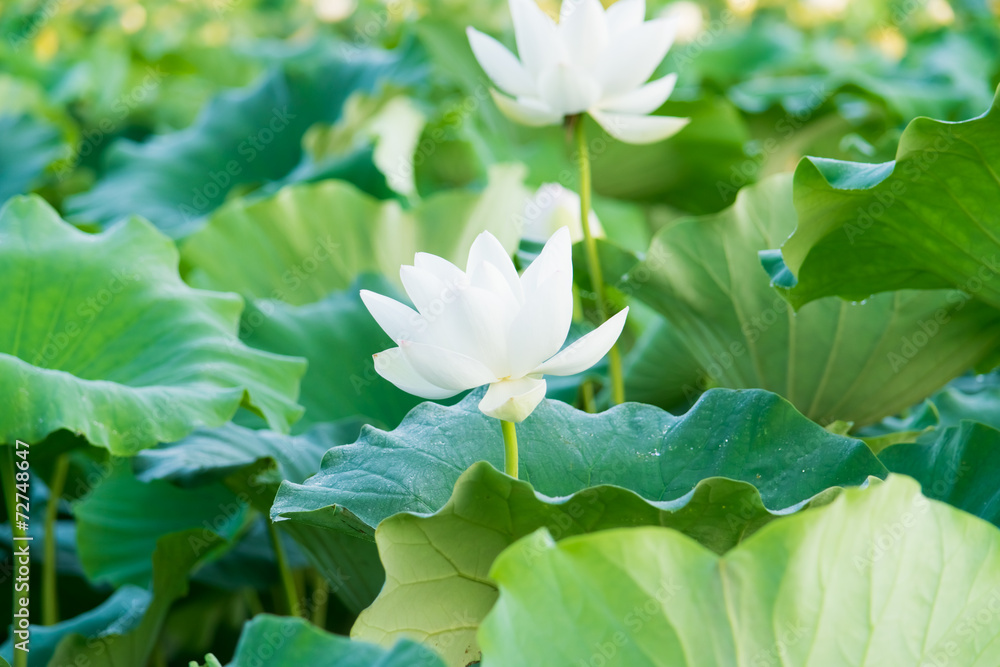 Obraz premium Lotus pond