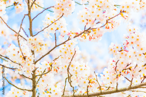 Yoshino cherry blossom in full bloom