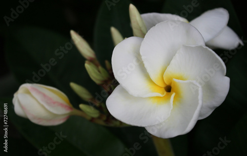 white and yellow frangipani flowers