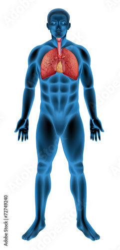 Human respiratory system