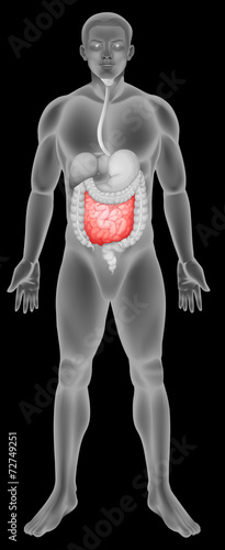 Anatomy of the small intestine