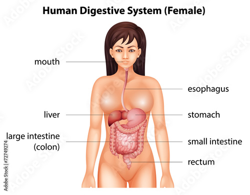 Human digestive system