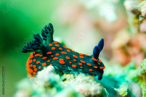 Nudibranch crawling over in Derawan, Kalimantan underwater