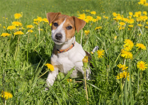 Cute beagle puppy on blooming dandelion meadow. Dog in flower