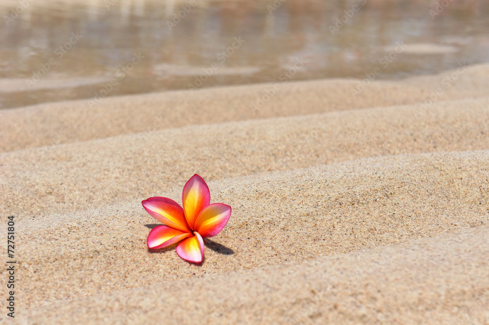 Tropical flower Plumeria alba on the sandy beach Tropical flower Plumeria alba on the sandy beach