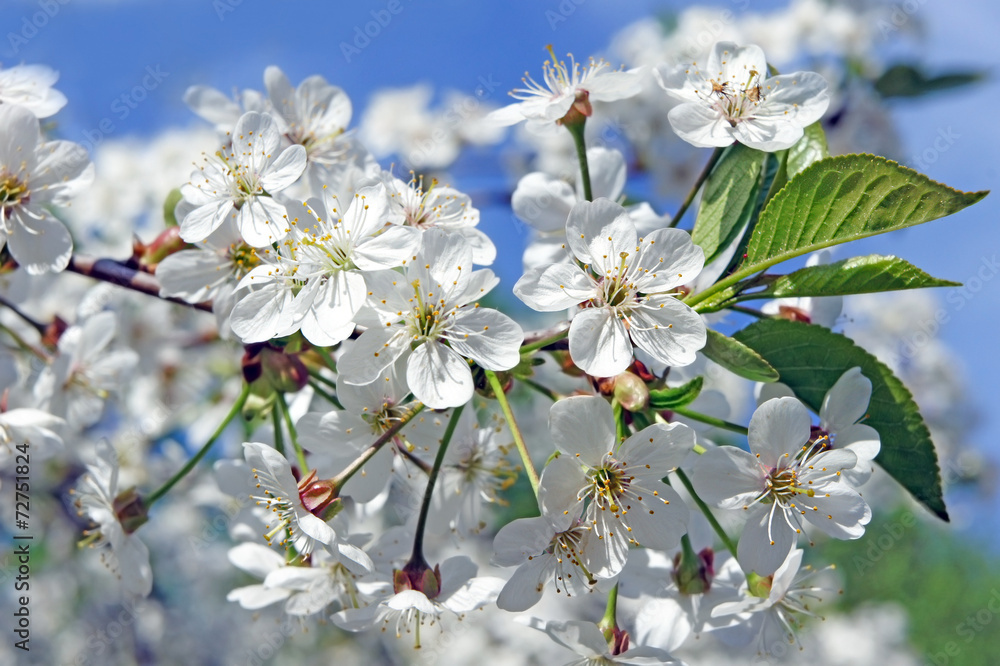 Pretty spring background. Cherry blossom in full bloom. Pretty spring background. Cherry blossom in full bloom.