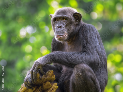 Valokuvatapetti Common Chimpanzee