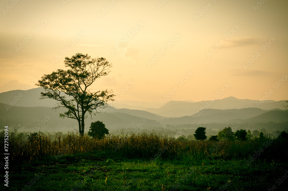 Sunset sky in the natural scenery, meadows and trees