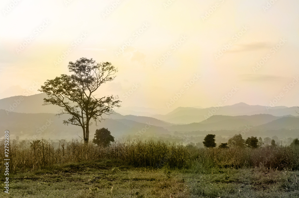 Sunset sky in the natural scenery, meadows and trees