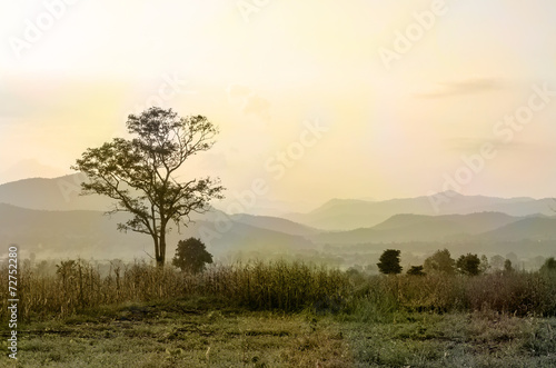 Sunset sky in the natural scenery  meadows and trees