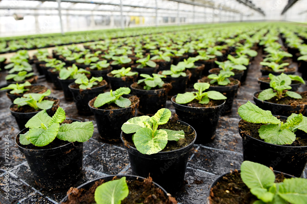 Plants being cultivated in a hothouse - obrazy, fototapety, plakaty 
