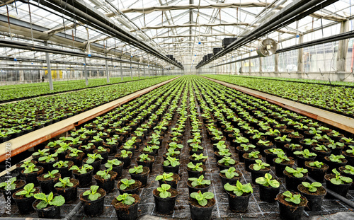 Photographie Interior of a commercial greenhouse
