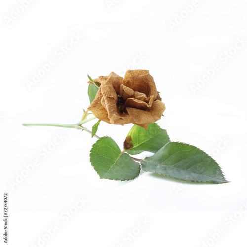 wiled flower on white background photo