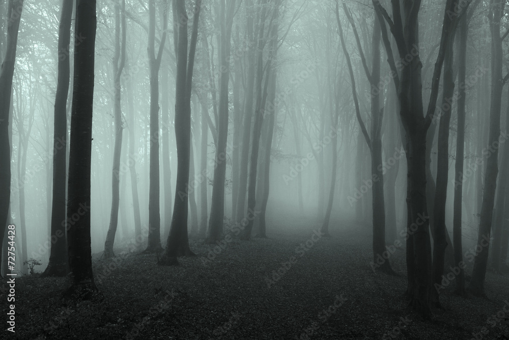 Dark mist in the forest
