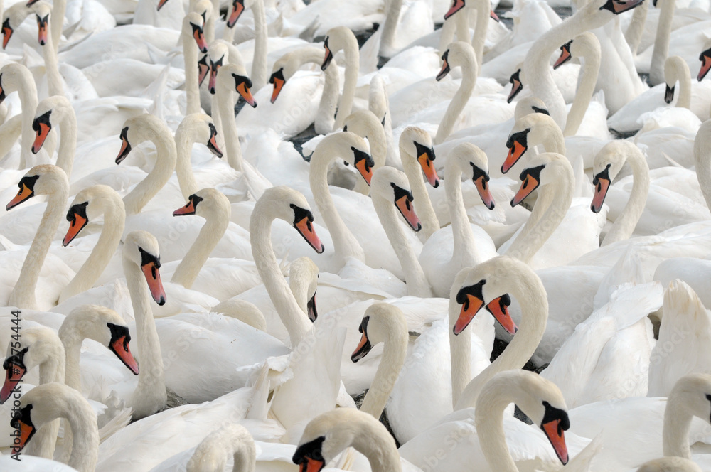 Obraz premium Swans feeding at Abbotsbury Swannery in Dorset