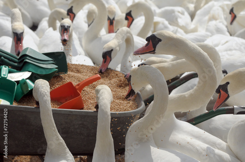 Swans feeding at Abbotsbury Swannery in Dorset photo