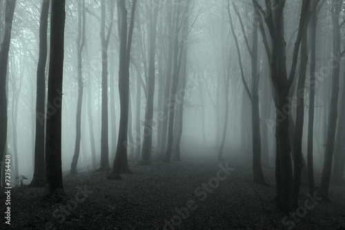Dark mist in the forest