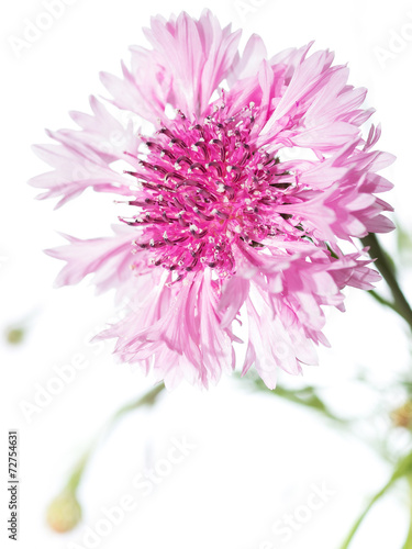 pink cornflowers isolated on white