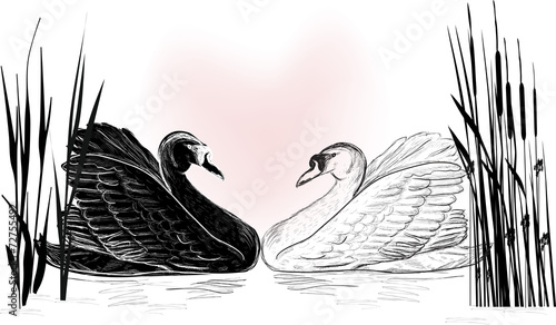 black and white swan sketches in reed