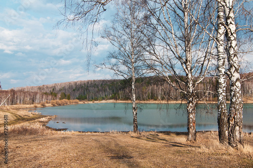 Birch on the lake in the spring